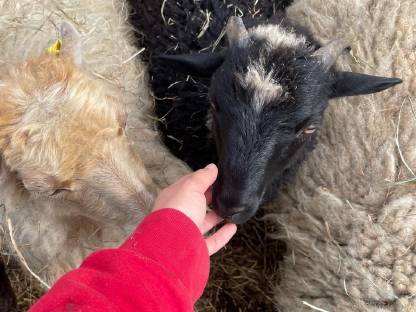 Bild 2:Bio Zwergschaf-Lämmer