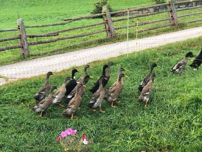 Bild 4:Enten, Laufenten