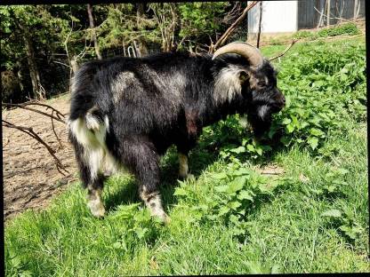 Mini Zwergziegen Zuchtbock