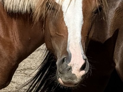 Bild 4:Jährlingsstute – Iberer × Reitpony Cross (Endmaß ca. 148 m)