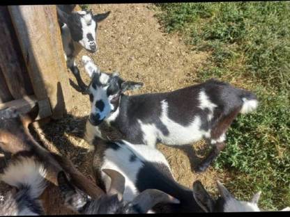 Bild 4:Minizwergziegenpärchen