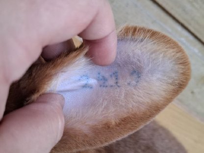 Bild 4:Rote Neuseeländer Zuchthäsin