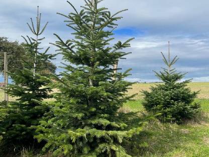 Bild 2:Christbäume 3-4 m