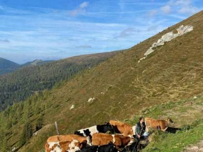 trächtige Fleckviehkalbinnen zu verkaufen