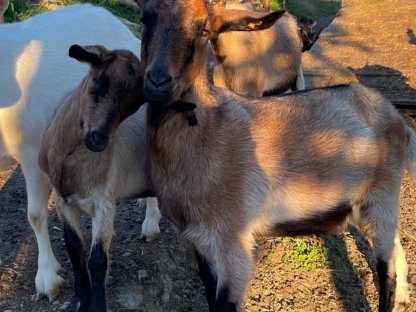 Bild 3:Milchziegen