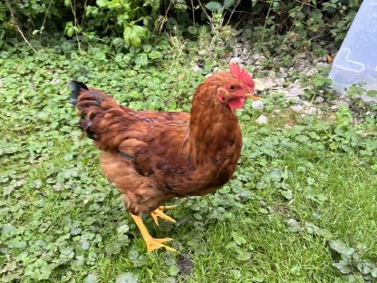 Bild 2:Hahn zu verschenken