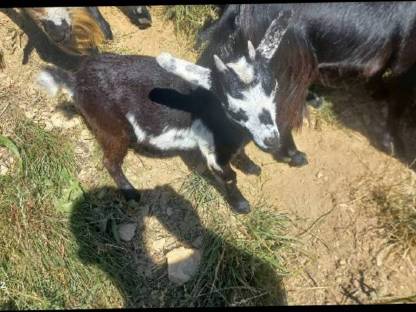 Bild 2:Minizwergziegenpärchen