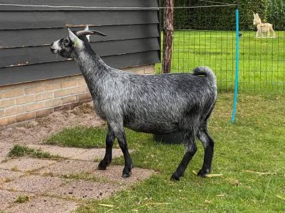Bild 3:Suche Zwergziegenbock in Grau/Blau/Silber