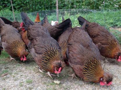 Bild 5:Altsteirer Hühner