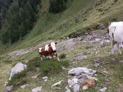 Bild 2:Verkaufe mehrere Kalbinnen