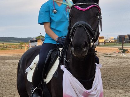 Bild 4:Bildschöner Rappe zum Losreiten