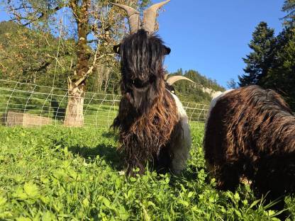 Bild 3:Walliser Schwarzhalsziegenbock