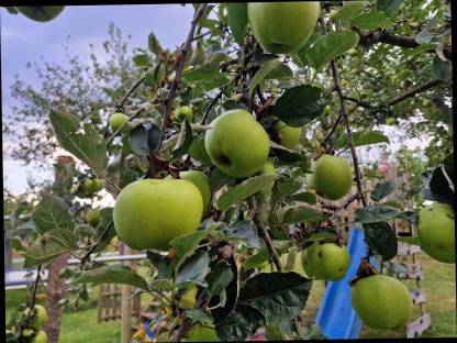 Bild 3:Bio Streuobstäpfel