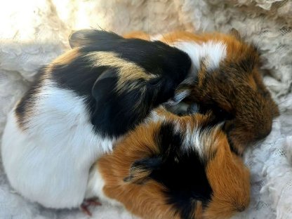 Meerschweinchen