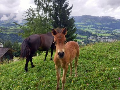 Bild 2:Schönes Hengstfohlen Sandro