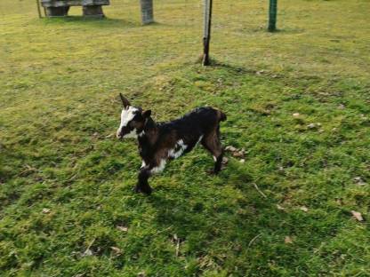 Bild 2:Reinrassige Tauernschecken Weibchen und Männchen