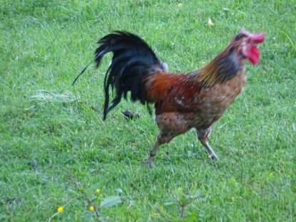 Bild 2:ISLÄNDISCHES LANDNAHMEHUHN