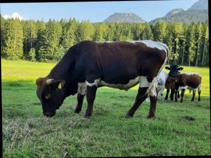 Bild 3:Pinzgauer Sprungstier