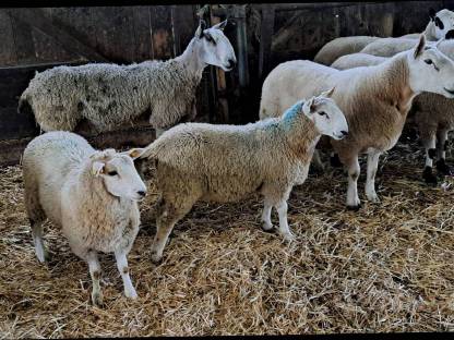 Bild 6:North Country Cheviot Böcke