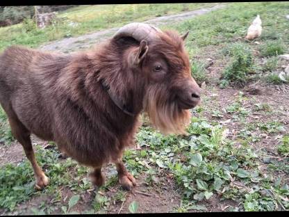 Bild 2:Zwergziegenbock zum Abgeben