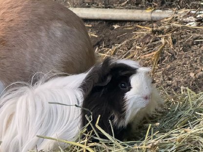 Meerschweinchen