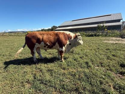 Bild 2:Bio Ennstaler Bergschecken Stier