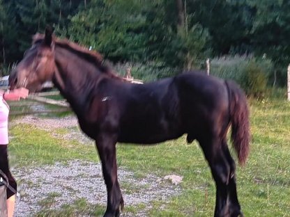 Bild 3:Verkaufe elegantes Noriker-Rapp-Hengstfohlen