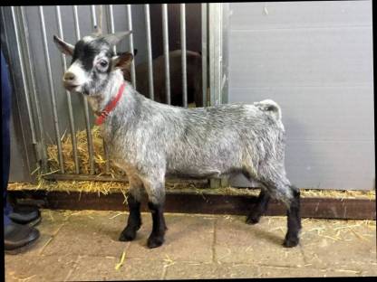 Bild 2:Suche Zwergziegenbock in Grau/Blau/Silber