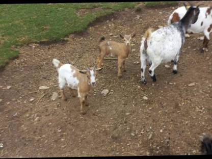 Bild 7:Minizwergziegenpärchen