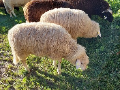 Bild 2:Weibliche Waldschafe zu verkaufen