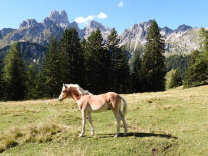 Bild 4:Haflinger Hengstfohlen Attila