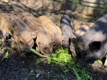 Bild 4:Minischweine