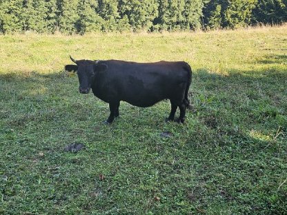 Bild 7:Dexter Rinder