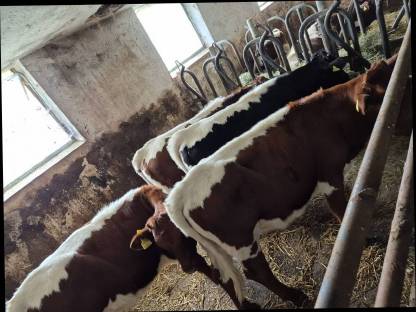 Bild 3:Pinzgauer Kalbinnen