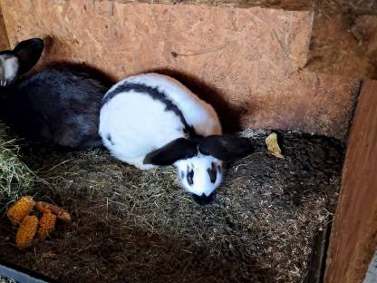 Bild 4:Deutsche Riesen