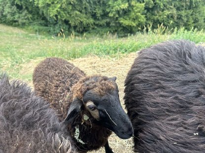 Bild 3:Junges männliches Lamm