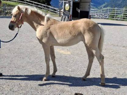 Bild 3:Haflinger Stutfohlen