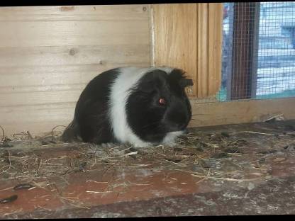 Bild 2:Meerschweinchen