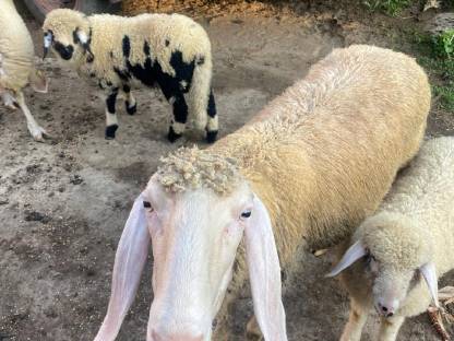 Bild 2:Bergschafe kleine Herde