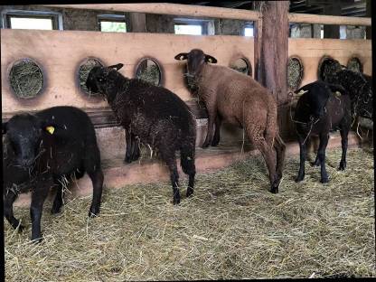 Bild 2:Juraschafe Bio-Zuchtlämmer