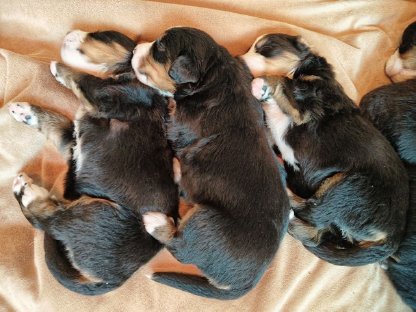 Reinrassige Berner Sennenhund Welpen zu verkaufen!