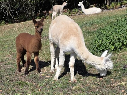Bild 2:Alpakastute mit Cria