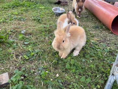 Bild 6:Löwenkopf Zwergkaninchen Baby