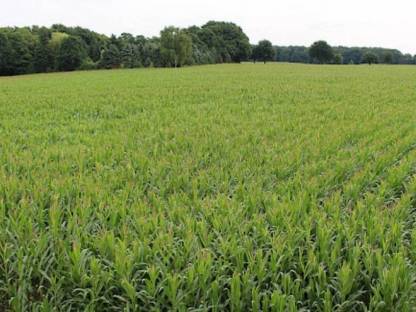 Verkaufe 15 ha Silomais ab Feld