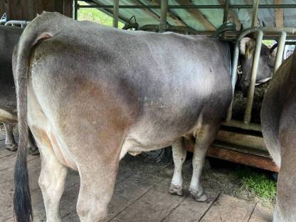 Bild 5:Tiroler Grauvieh Kuh Bio