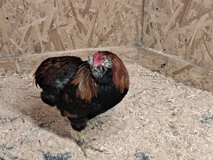 Bild 3:Reinrassige Araucaner