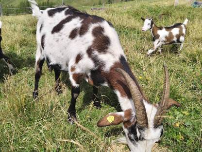 Bild 6:Tauernschecken nicht HB