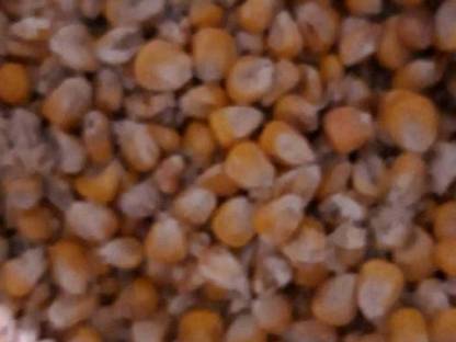 Bild 2:Körnermais Futtermais