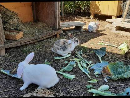 Bild 6:Zwergkaninchen Mädels