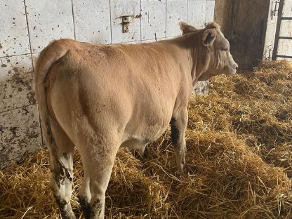 Bild 2:FV Zuchtkälber